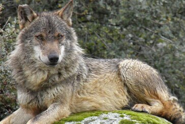 Los cazadores se unen a la Comisión del Proyecto europeo Life para la conservación del lobo ibérico en Andalucía