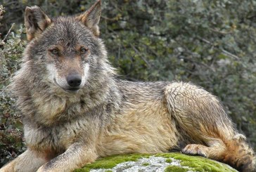 Tribunal de Justicia de la UE abre la puerta al control del lobo