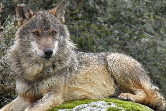 Los cazadores se unen a la Comisión del Proyecto europeo Life para la conservación del lobo ibérico en Andalucía