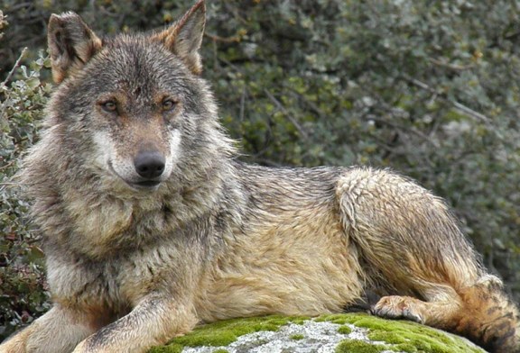 Los cazadores se unen a la Comisión del Proyecto europeo Life para la conservación del lobo ibérico en Andalucía