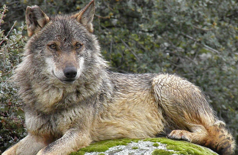 Los cazadores se unen a la Comisión del Proyecto europeo Life para la conservación del lobo ibérico en Andalucía