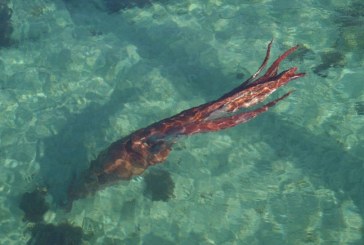 Un turista fotografía un calamar gigante vivo en Galicia