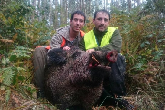 Jabalí de 127 Kgs capturado en Munguia (Bizkaia)