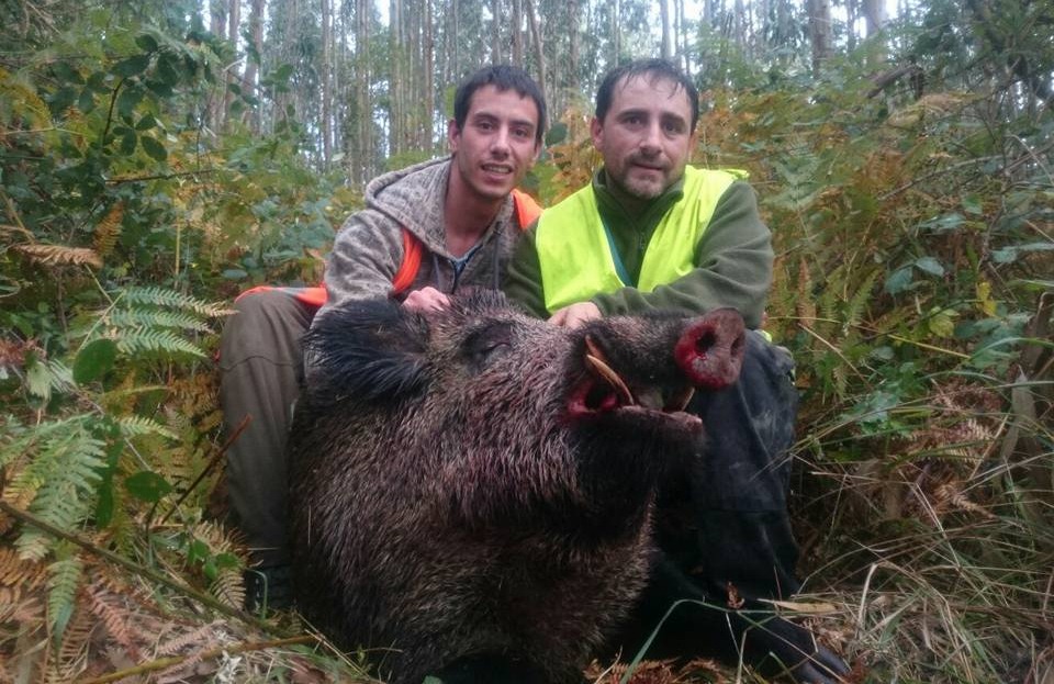 Jabalí de 127 Kgs capturado en Munguia (Bizkaia)