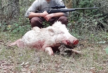 Capturan una jabalina totalmente blanca en Alava