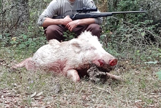 Capturan una jabalina totalmente blanca en Alava