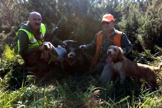 115 kgs de jabalí cazado en Bergara