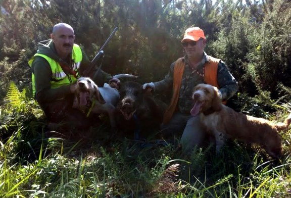 115 kgs de jabalí cazado en Bergara