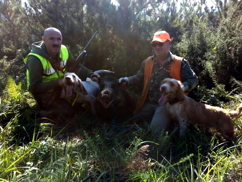 115 kgs de jabalí cazado en Bergara