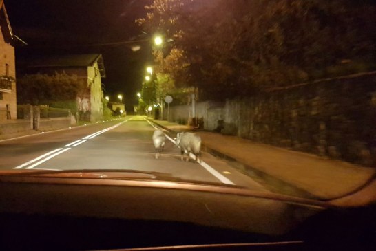 Dos jabalís paseando por el centro de Izurza (Bizkaia)