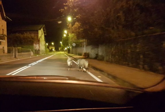 Dos jabalís paseando por el centro de Izurza (Bizkaia)