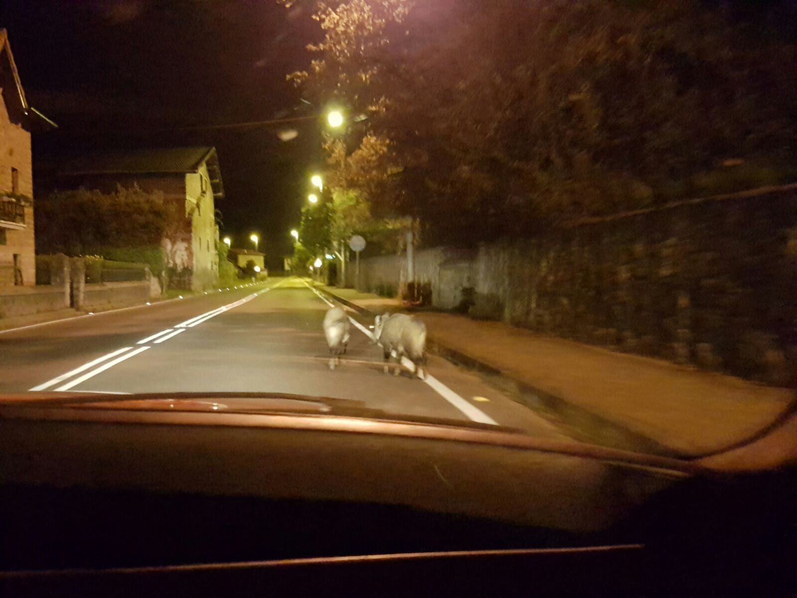 Dos jabalís paseando por el centro de Izurza (Bizkaia)