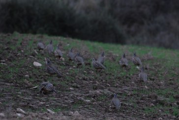 Los cazadores navarros expresan malestar por los intentos de disminuir los días de caza de la perdiz