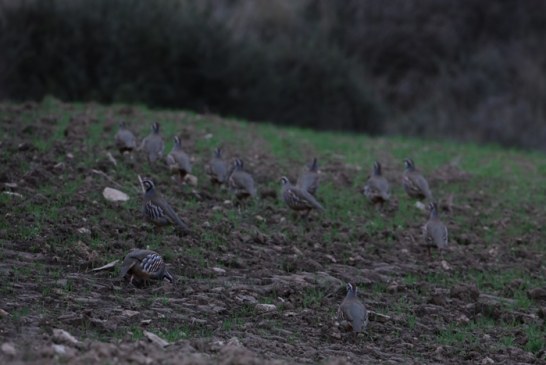 Los cazadores navarros expresan malestar por los intentos de disminuir los días de caza de la perdiz