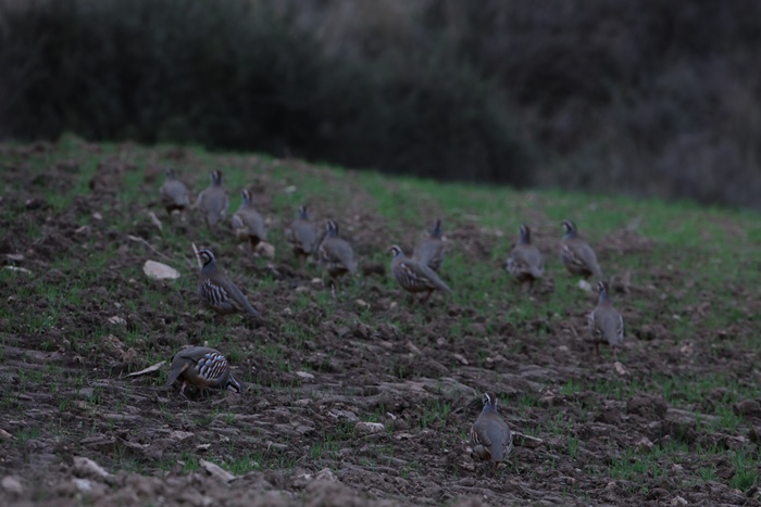 Los cazadores navarros expresan malestar por los intentos de disminuir los días de caza de la perdiz