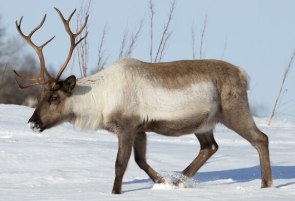 El deshielo descongela un reno enfermo de antrax y contagia a animales y pastores en Siberia
