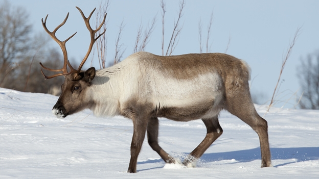 El deshielo descongela un reno enfermo de antrax y contagia a animales y pastores en Siberia