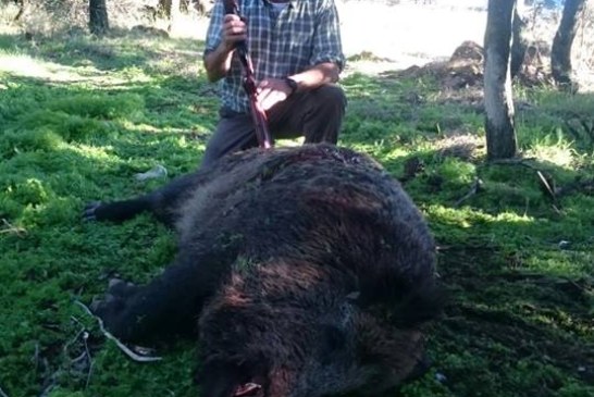 En Navarra capturan un increíble jabalí de 150 kgs