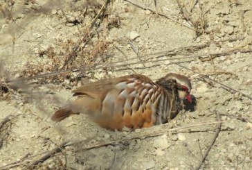 La Oficina Nacional de la Caza reclama que la nueva PAC incluya medidas que la hagan compatible con la recuperación de la fauna menor