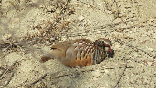 La Oficina Nacional de la Caza reclama que la nueva PAC incluya medidas que la hagan compatible con la recuperación de la fauna menor