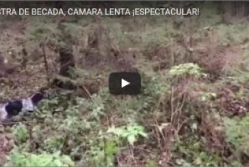 MUESTRA DE BECADA, CÁMARA LENTA ¡ESPECTACULAR!