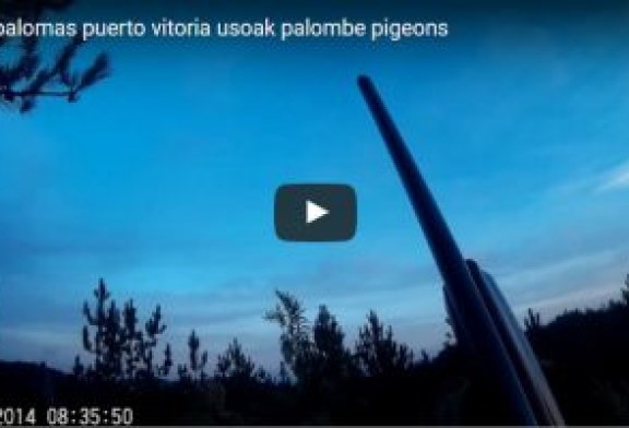 Pasa palomas en el coto de la Federación Alavesa de Caza