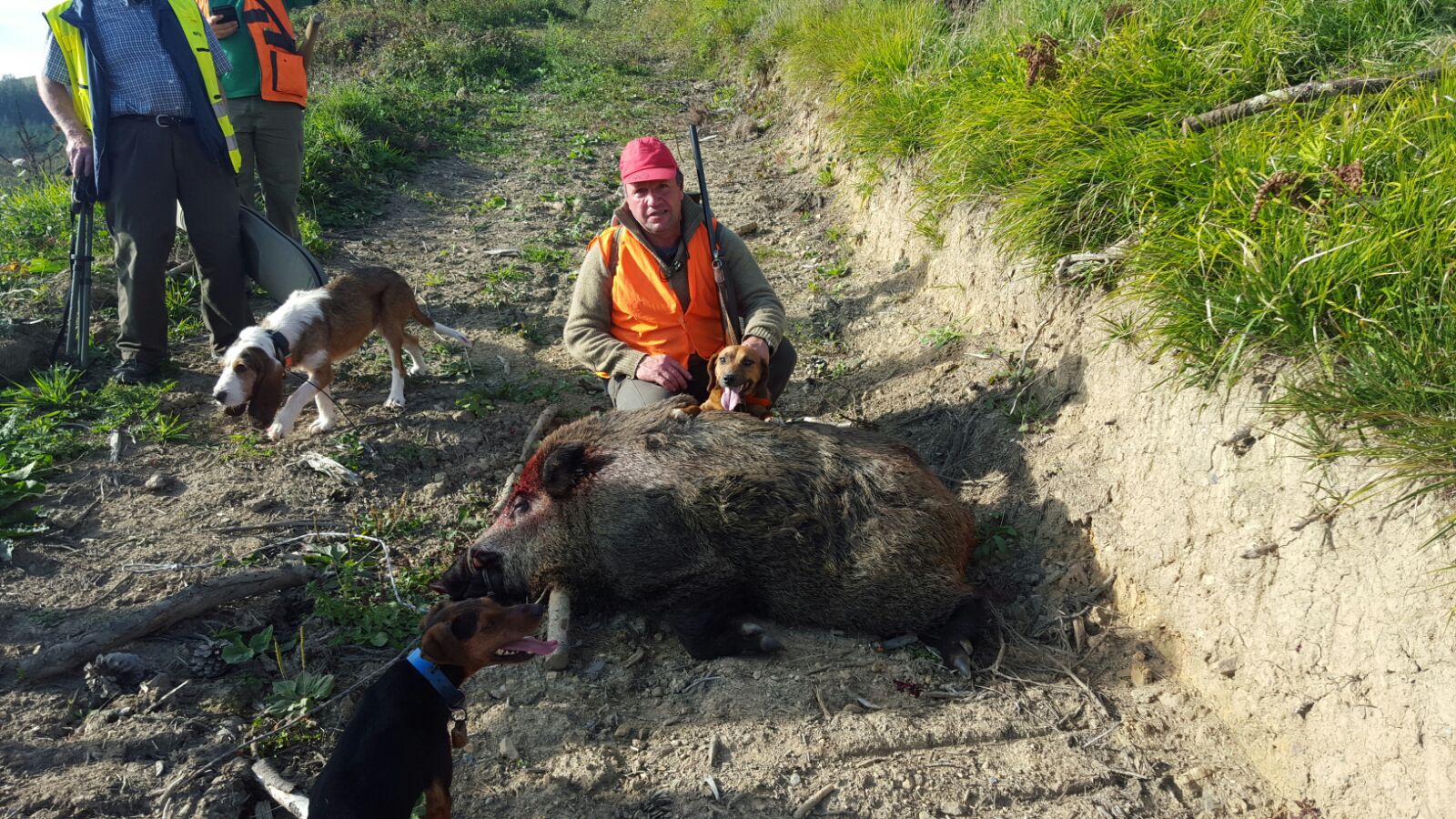 Gran captura en Gipuzkoa: jabalí de 142 Kgs