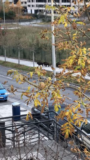 JABALÍES ENTRAN EN EL CASCO URBANO DE DONOSTIA