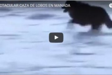 ESPECTACULAR CAZA DE LOBOS EN MANADA