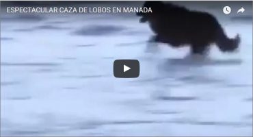 ESPECTACULAR CAZA DE LOBOS EN MANADA