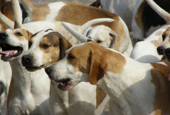 La Federación Andaluza apoya la reinserción de menores internos con la iniciativa «Mi perro es de caza»