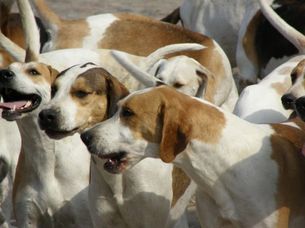 Los cuidados de los perros durante los días de calor