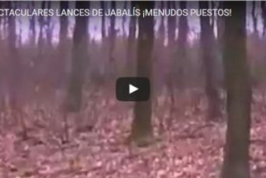 ESPECTACULARES LANCES DE JABALÍS ¡MENUDOS PUESTOS!