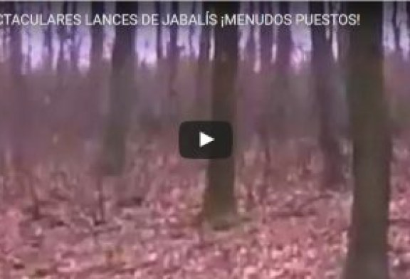 ESPECTACULARES LANCES DE JABALÍS ¡MENUDOS PUESTOS!