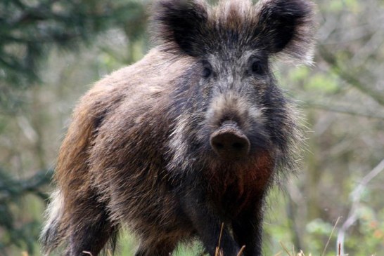 Expertos piden a la población no tratar a los jabaliés como animales domésticos ante su expansión a áreas urbanas