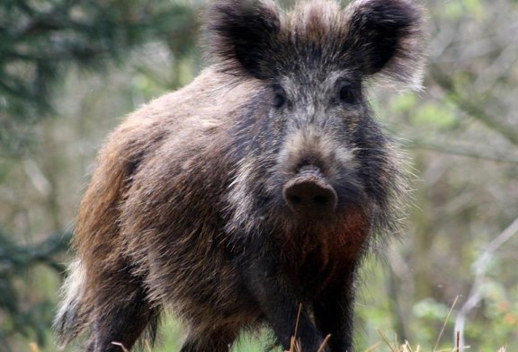 Expertos piden a la población no tratar a los jabaliés como animales domésticos ante su expansión a áreas urbanas