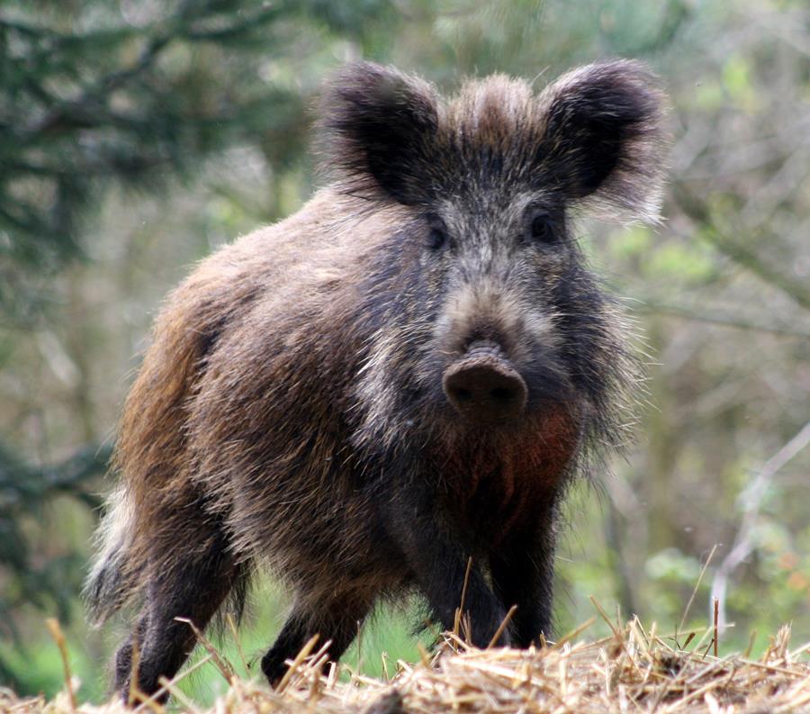 Expertos piden a la población no tratar a los jabaliés como animales domésticos ante su expansión a áreas urbanas