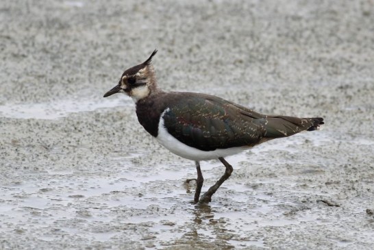 Color del plumaje o forma del pico y el móvil nos dice de que especie de ave se trata