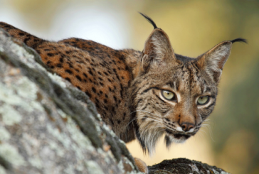 Secuencian por primera vez el genoma del lince ibérico