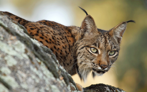 Secuencian por primera vez el genoma del lince ibérico