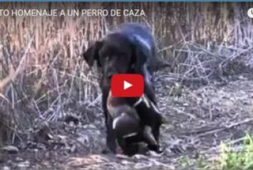 BONITO HOMENAJE A UN PERRO DE CAZA