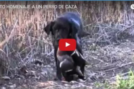 BONITO HOMENAJE A UN PERRO DE CAZA