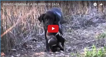 BONITO HOMENAJE A UN PERRO DE CAZA