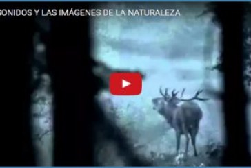 LOS SONIDOS Y LAS IMÁGENES DE LA NATURALEZA