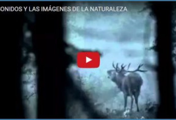 LOS SONIDOS Y LAS IMÁGENES DE LA NATURALEZA