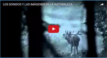 LOS SONIDOS Y LAS IMÁGENES DE LA NATURALEZA