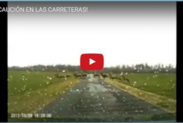 ¡PRECAUCIÓN EN LAS CARRETERAS!