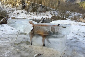 La foto de un zorro congelado, símbolo del fuerte temporal que sufre Alemania