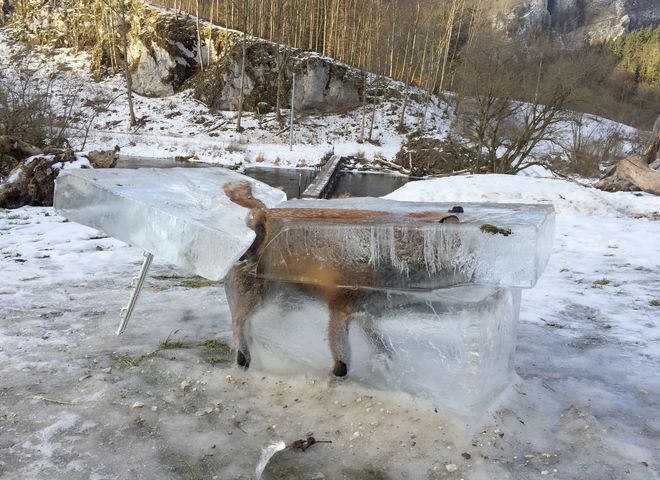 La foto de un zorro congelado, símbolo del fuerte temporal que sufre Alemania