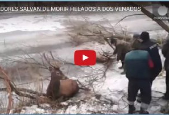 CAZADORES SALVAN DE MORIR HELADOS A DOS VENADOS